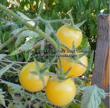 Afbeeldingsresultaat voor hawaiian white cherry tomato