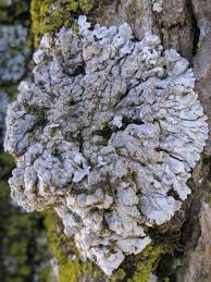 Attēlu rezultāti vaicājumam “Physconia detersa”