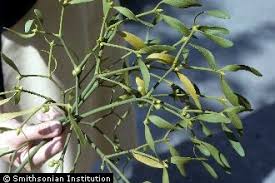 Attēlu rezultāti vaicājumam “Viscum album”