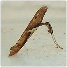 Attēlu rezultāti vaicājumam “Caloptilia stigmatella”