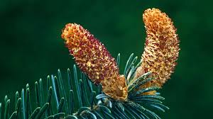 Attēlu rezultāti vaicājumam “Picea abies male flower”