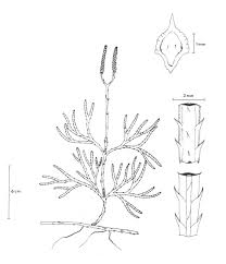 Attēlu rezultāti vaicājumam “Diphasium complanatum”