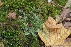 Attēlu rezultāti vaicājumam “Asplenium ruta-muraria”