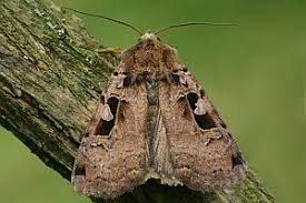 Attēlu rezultāti vaicājumam “Xestia triangulum”