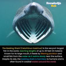 Image result for Cetorhinus maximus