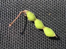 Attēlu rezultāti vaicājumam “Trichia ambigua stalked”