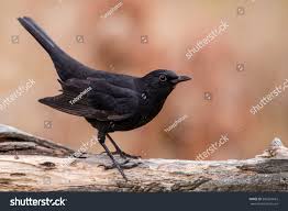 Attēlu rezultāti vaicājumam “Turdus merula juvenile”