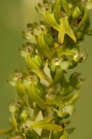 Attēlu rezultāti vaicājumam “Listera ovata bud”