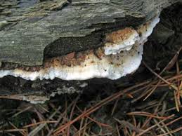 Attēlu rezultāti vaicājumam “Postia leucomallella”