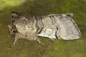 Attēlu rezultāti vaicājumam “Achlya flavicornis”