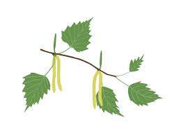 Attēlu rezultāti vaicājumam “Betula pendula flower”