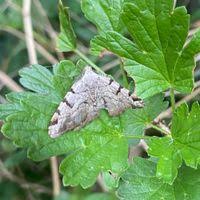 Attēlu rezultāti vaicājumam “Macaria wauaria”