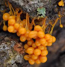 Attēlu rezultāti vaicājumam “Badhamia utricularis stalked”