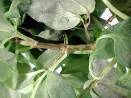 Attēlu rezultāti vaicājumam “Antirrhinum majus leaf”