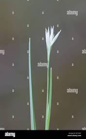 Attēlu rezultāti vaicājumam “Rhynchospora alba leaf”