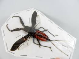 Attēlu rezultāti vaicājumam “Nepa cinerea nymph”