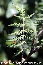 Attēlu rezultāti vaicājumam “Phacelia tanacetifolia leaf”