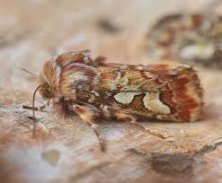 Attēlu rezultāti vaicājumam “Panolis flammea”