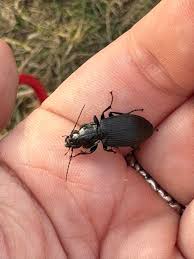 Attēlu rezultāti vaicājumam “Pterostichus niger”