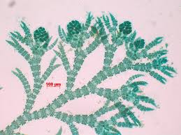 Attēlu rezultāti vaicājumam “Ceramium sp.”