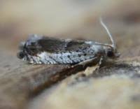 Attēlu rezultāti vaicājumam “Epinotia ramella”