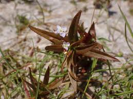 Attēlu rezultāti vaicājumam “Veronica scutellata bud”