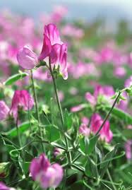 Image result for Lathyrus odoratus