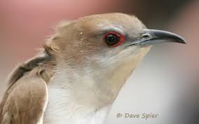 Image result for Coccyzus erythropthalmus