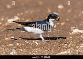 Attēlu rezultāti vaicājumam “Delichon urbicum adult”