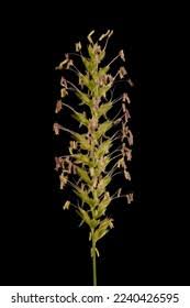 Attēlu rezultāti vaicājumam “Cynosurus cristatus flower”