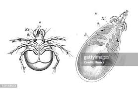 Attēlu rezultāti vaicājumam “Hydrachna”