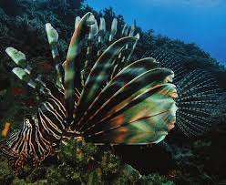 Image result for Pterois miles