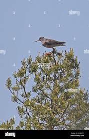 Attēlu rezultāti vaicājumam “Tringa totanus adult”