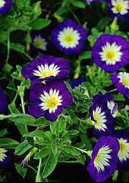 Image result for Convolvulus tricolor