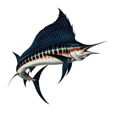 Image result for Istiompax indica