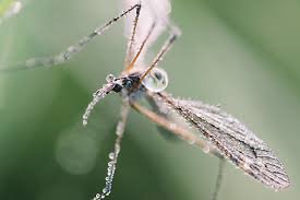 Attēlu rezultāti vaicājumam “Epiphragma ocellare”