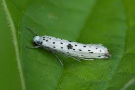 Attēlu rezultāti vaicājumam “Yponomeuta plumbella”