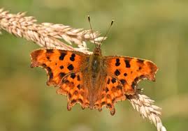 Attēlu rezultāti vaicājumam “Polygonia c-album upperside”