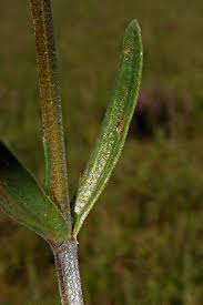 Attēlu rezultāti vaicājumam “Centaurium littorale”