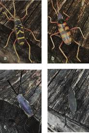 Attēlu rezultāti vaicājumam “Clytus arietis”