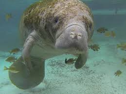 Image result for Manunitid