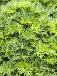 Image result for Eisenhut