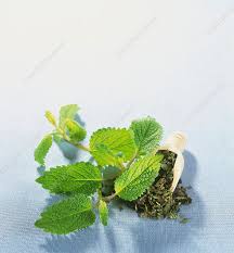 Attēlu rezultāti vaicājumam “Melissa officinalis leaf”