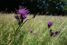 Attēlu rezultāti vaicājumam “Serratula tinctoria flower”