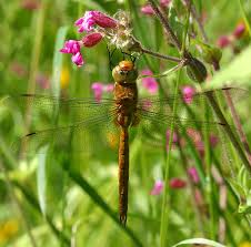 Attēlu rezultāti vaicājumam “Cladopodiella francisci macro”