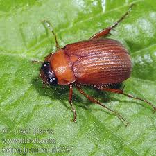 Attēlu rezultāti vaicājumam “Serica brunnea imago”