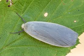 Attēlu rezultāti vaicājumam “Eilema griseola larva”