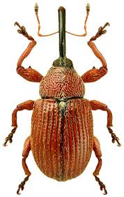 Attēlu rezultāti vaicājumam “Anthonomus phyllocola”