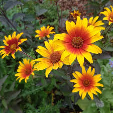 Image result for Heliopsis scabra