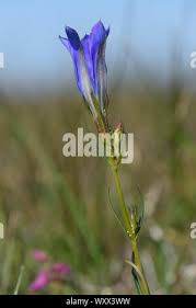 Attēlu rezultāti vaicājumam “Maculinea alcon eggs”